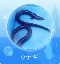 EiM