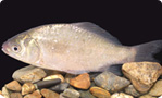 Mui