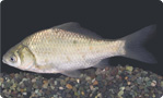 QSEui